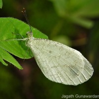 Leptosia nina Fabricius, 1793